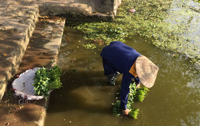 Hanoi urban farmer washing vegetables before market 